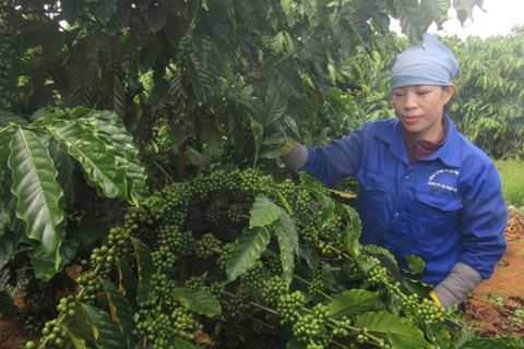 Mã số vùng trồng - bệ đỡ thúc đẩy xuất khẩu nông sản