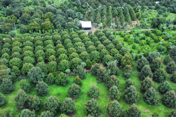 Giám sát chặt mã số vùng trồng, cơ sở đóng gói phục vụ xuất khẩu