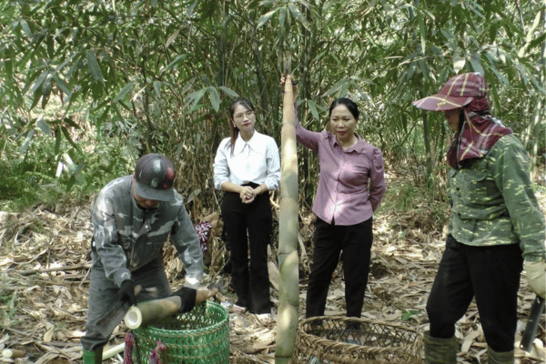 Trồng tre Bát Độ phủ xanh đất rừng, giảm nghèo bền vững