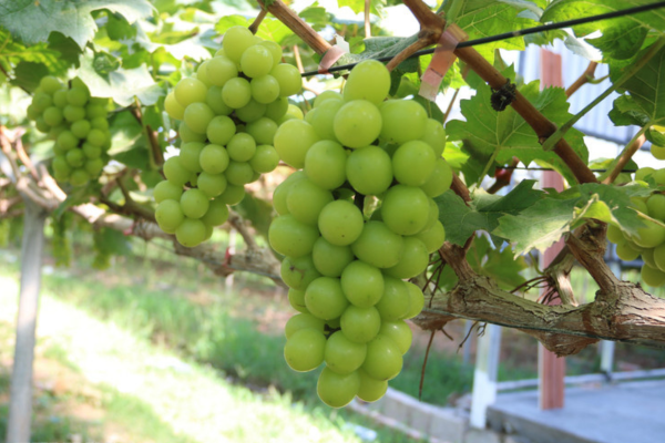 “Việt Nam có thể trở thành hình mẫu về nông nghiệp sinh thái trên thế giới”