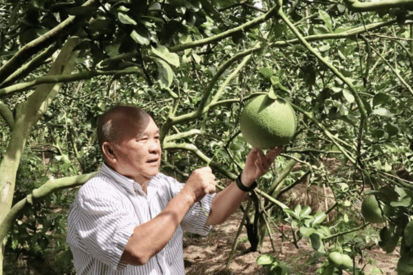 Một ông nông dân trồng lúa, trồng bưởi da xanh hữu cơ là tỷ phú An Giang