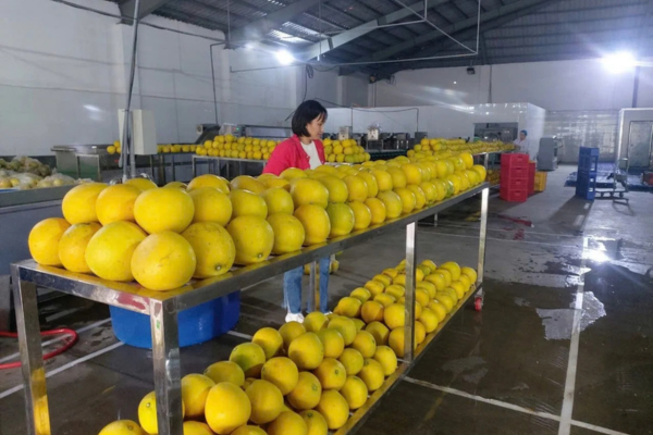 Đạt chuẩn GlobalGAP để bước xa