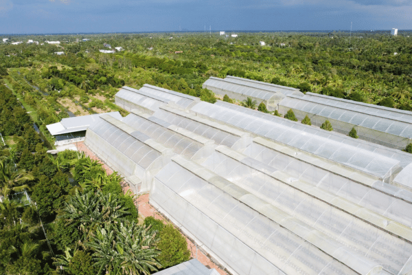 Người phụ nữ miền Tây trồng dưa lưới kết hợp làm du lịch