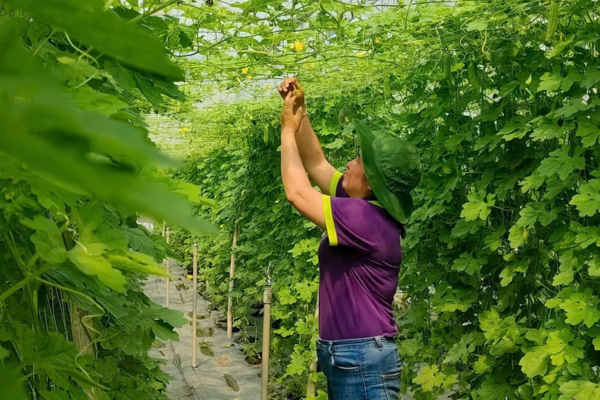 TP.HCM bứt phá với mô hình nông nghiệp hữu cơ tuần hoàn