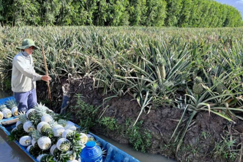 Cây khóm giúp nông dân vùng đất phèn miền Tây thoát nghèo