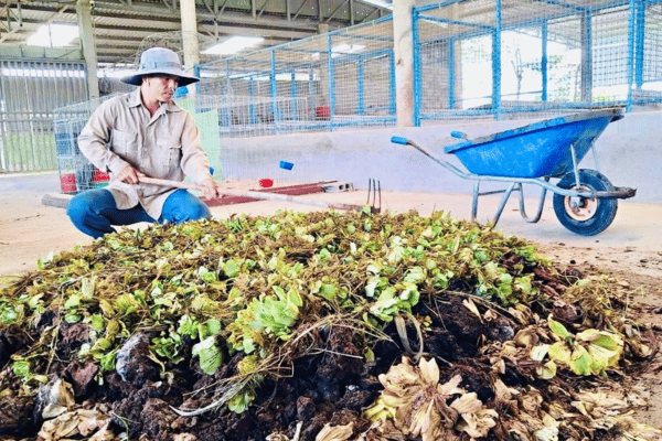 Sản xuất nông nghiệp xanh: Cần tăng tỷ lệ sử dụng phân bón hữu cơ
