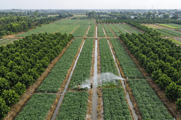 Hồi sinh 'thủ phủ' khoai lang tím