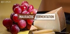 Malolactic Fermentation là gì? Tác động đến hương vị rượu vang