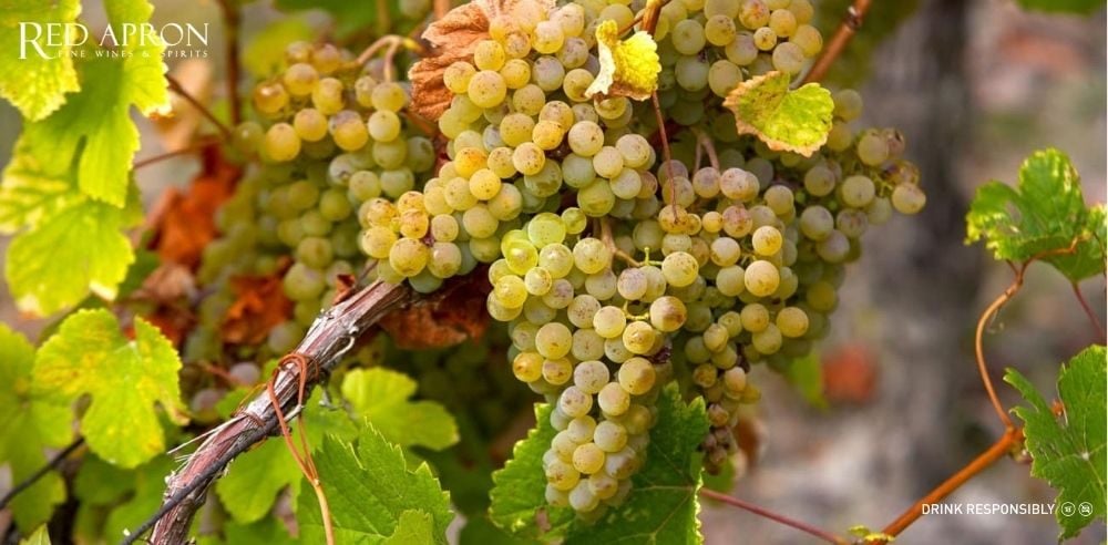 Savagnin là gì? Đặc điểm và giá rượu vang Savagnin tại Việt Nam