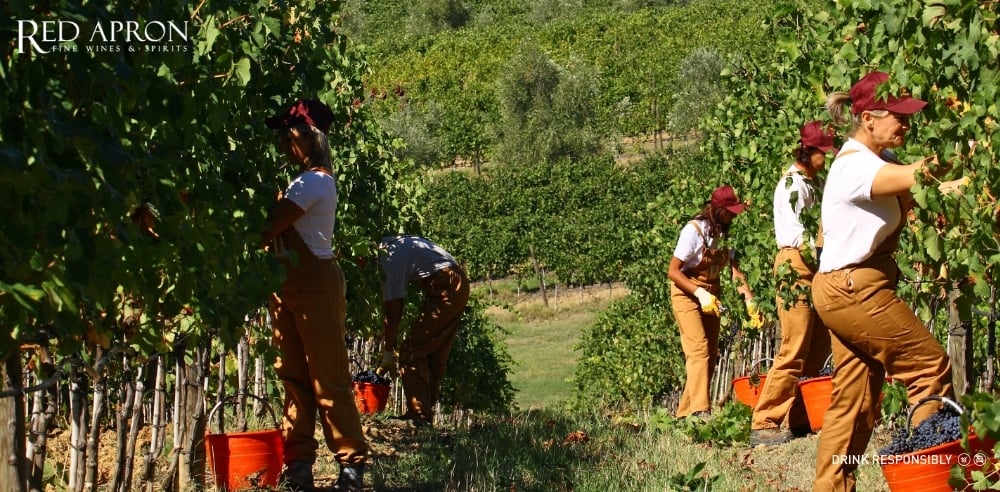 Vườn nho Sangiovese Grosso của Banfi tại Montalcino, đất sét pha đá vôi, khí hậu Địa Trung Hải ôn hòa – terroir lý tưởng tạo nên rượu vang Ý cấu trúc và tinh tế.