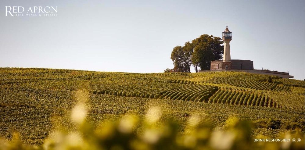 Vườn nho Grand Cru của Champagne Labruyere