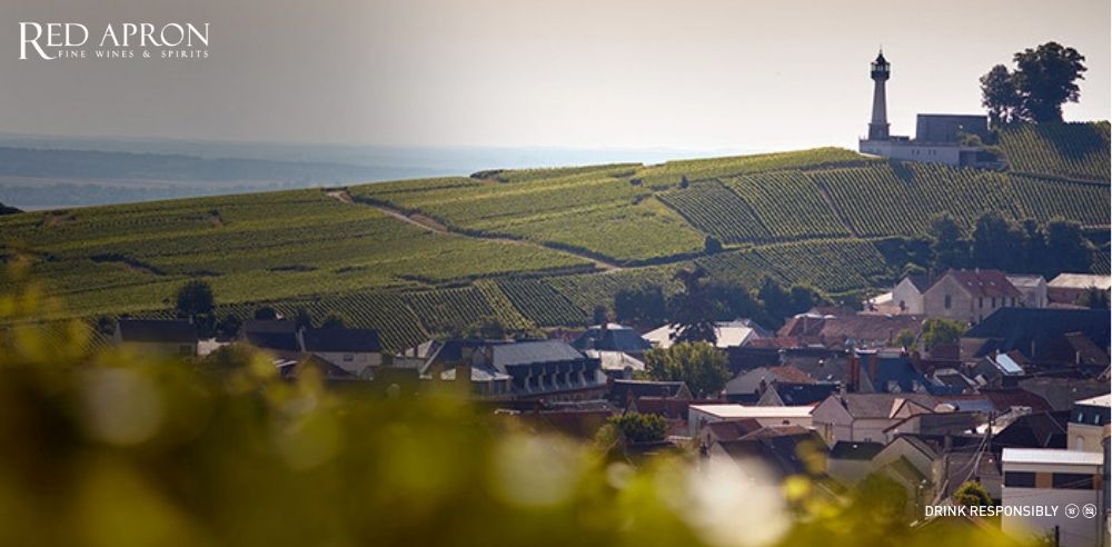 Đồi nho Verzenay Grand Cru ở Montagne de Reims, nguồn nguyên liệu cho champagne Labruyere.