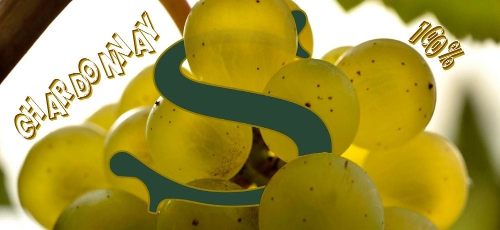 Cận cảnh nho Chardonnay Grand Cru dùng để sản xuất Champagne Salon