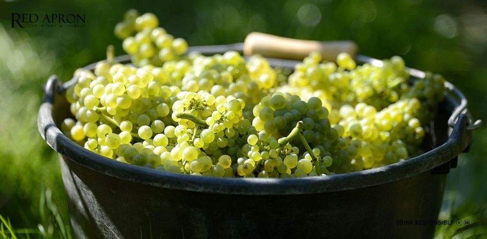 Xô nho Chardonnay vàng xanh ngoài vườn, nguyên liệu chính của Champagne Delamotte; watermark Red Apron.