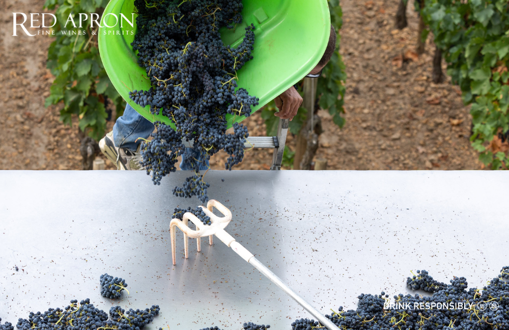Nho Merlot và Cabernet Franc thu hoạch tại vườn nho Chateau Lafleur, Pomerol