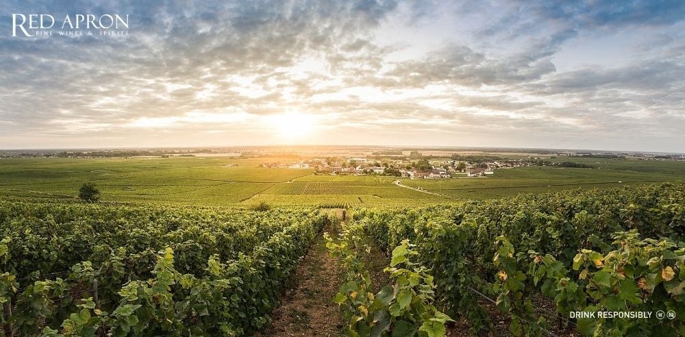 Thổ nhưỡng đá vôi thời Jura pha đất sét và địa hình dốc hướng đông nam đặc trưng Cote de Nuits.