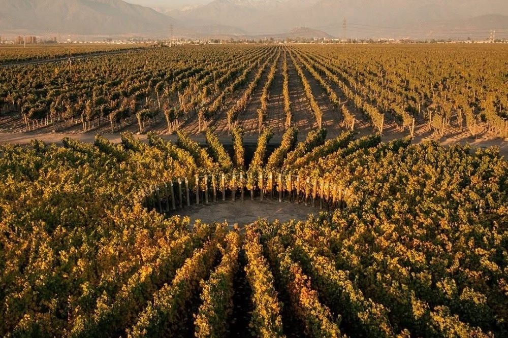 Vườn nho Don Melchor tại Puente Alto dưới chân dãy Andes Chile