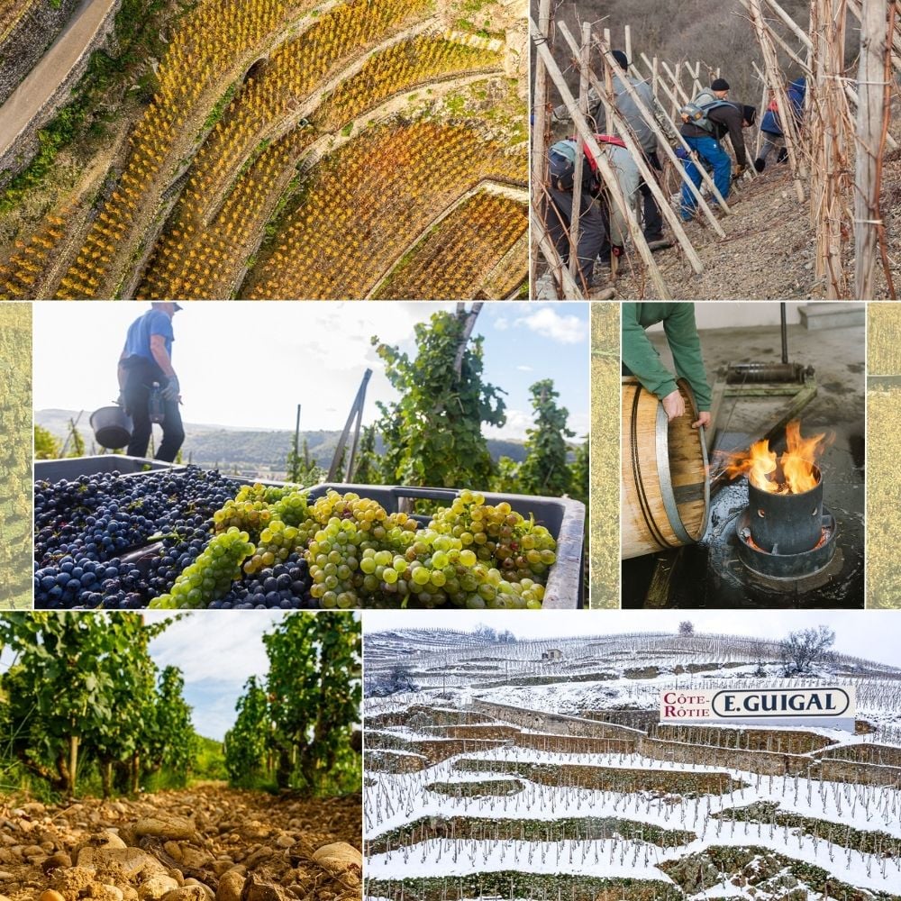 Hình ảnh vườn nho, địa hình và terroir đặc trưng của vùng Rhône nơi E Guigal hoạt động