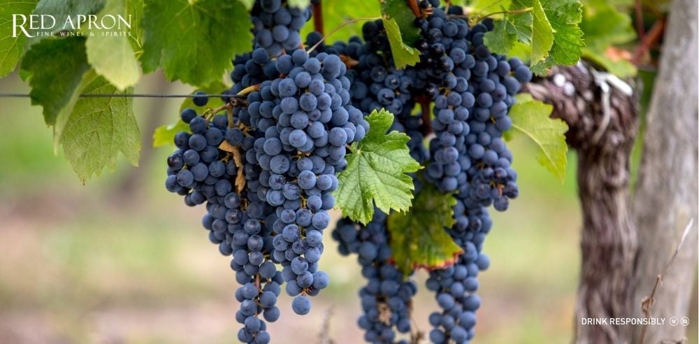 Chùm nho Merlot và Cabernet Franc dùng cho rượu vang Lalande de Pomerol AOC, ảnh giống nho Bordeaux đỏ.