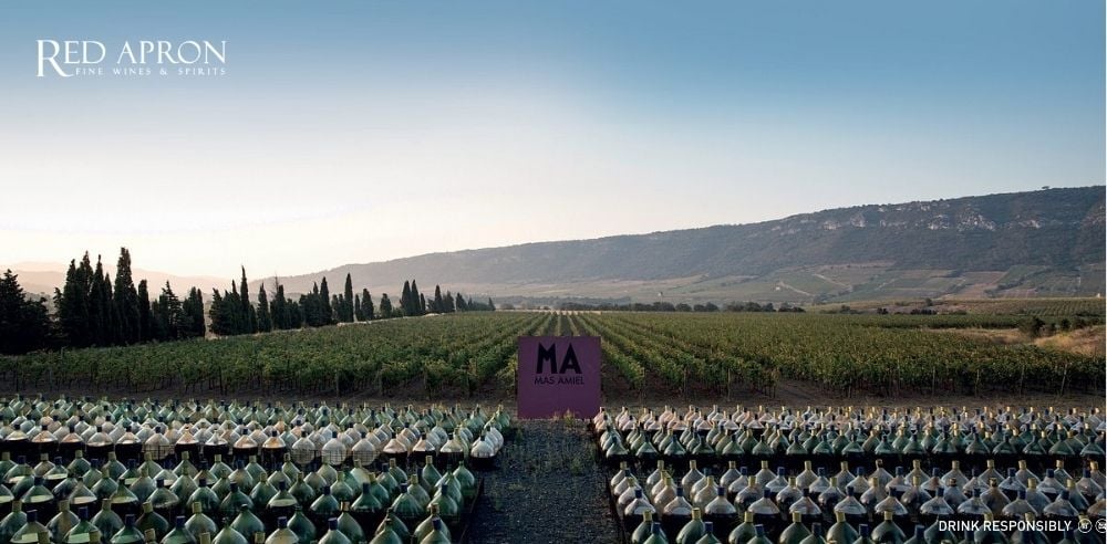 Toàn cảnh vườn nho Mas Amiel ở Languedoc Roussillon với hàng dài bình thủy tinh ngoài trời, mô tả phương pháp ủ rượu ngọt Vin Doux Naturel.