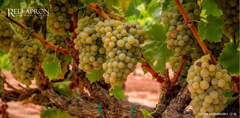 Cận cảnh chùm nho trắng trên cây nho ở Languedoc Roussillon, minh họa giống nho trắng dùng làm rượu vang trắng vùng Địa Trung Hải này.