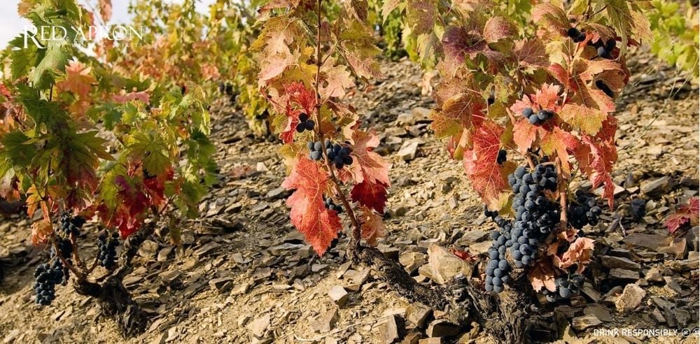 Cận cảnh vườn nho đỏ tại Languedoc Roussillon với chùm nho chín trên sườn đồi đất đá, thể hiện điều kiện trồng nho đỏ cho rượu vang vùng này.