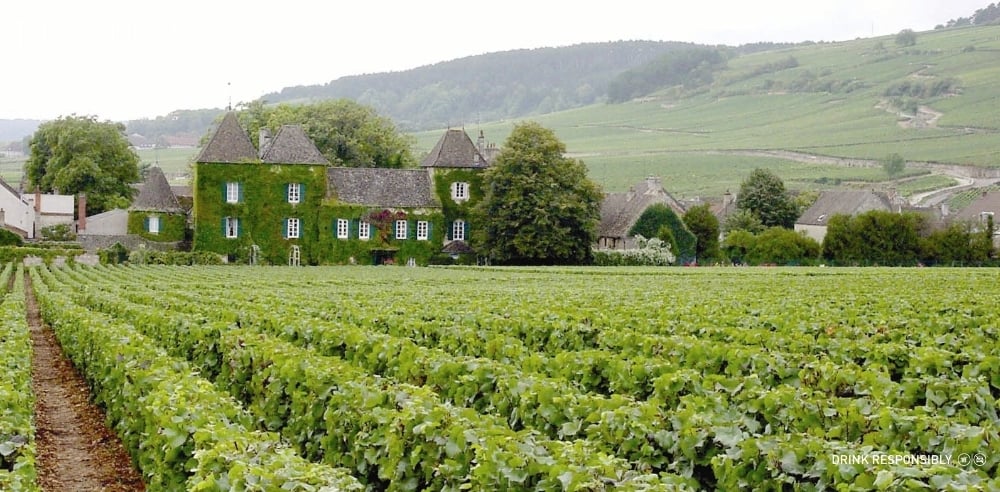 Vườn nho Maison Louis Jadot với hàng nho xanh dẫn vào cụm nhà đá truyền thống tại vùng Burgundy, Pháp – nơi hình thành thương hiệu rượu vang [từ khóa phụ: rượu vang Burgundy].