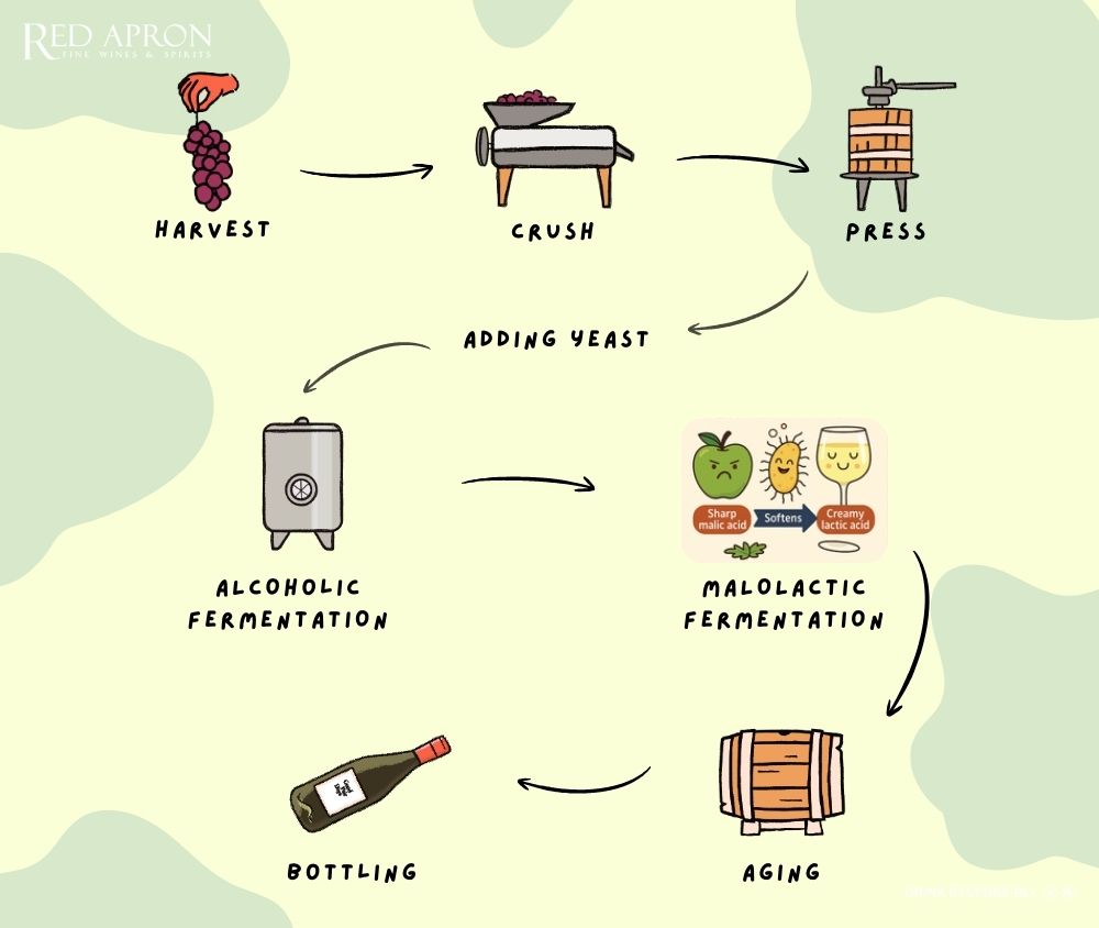 Sự khác nhau giữa lên men rượu chính và malolactic fermentation