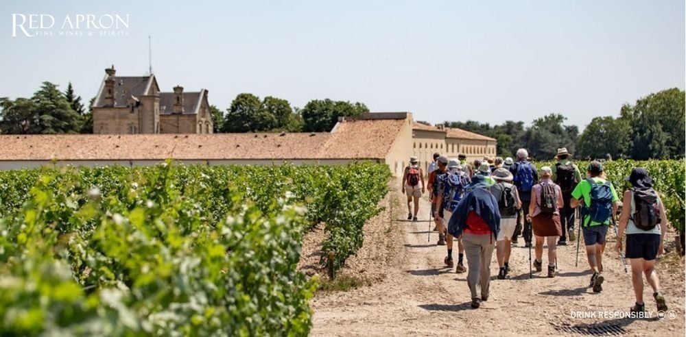 Đất sỏi vườn nho Pauillac với nền đá vôi đặc trưng