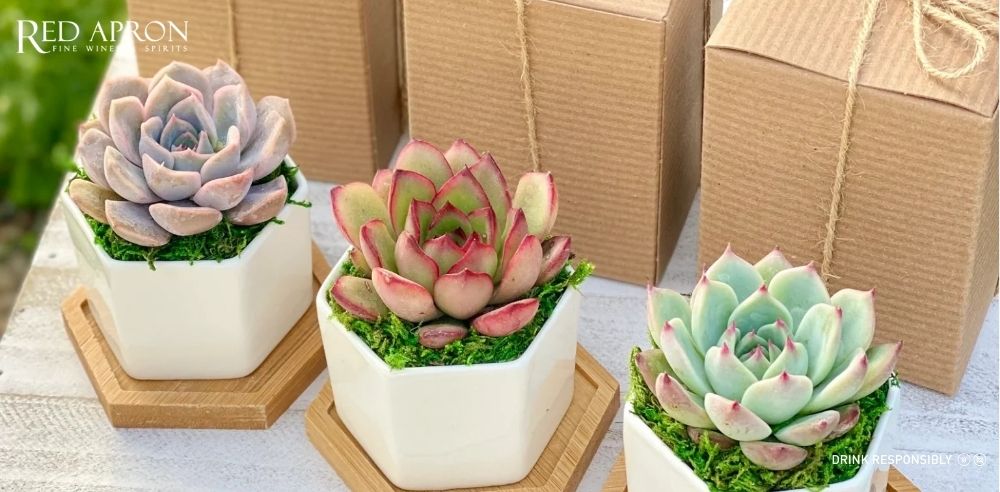 Cây xanh phong thủy làm quà tết cho đồng nghiệp