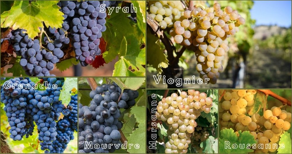 Cận cảnh các giống nho Syrah, Grenache, Mourvèdre và Viognier – nền tảng của rượu vang Rhone Valley