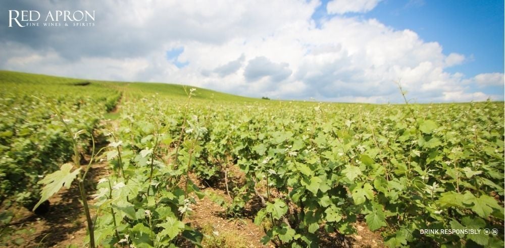 Cận cảnh vườn nho Chouilly Grand Cru thuộc Côte des Blancs với đất phấn trắng, nguyên liệu cho Champagne Charles Mignon.