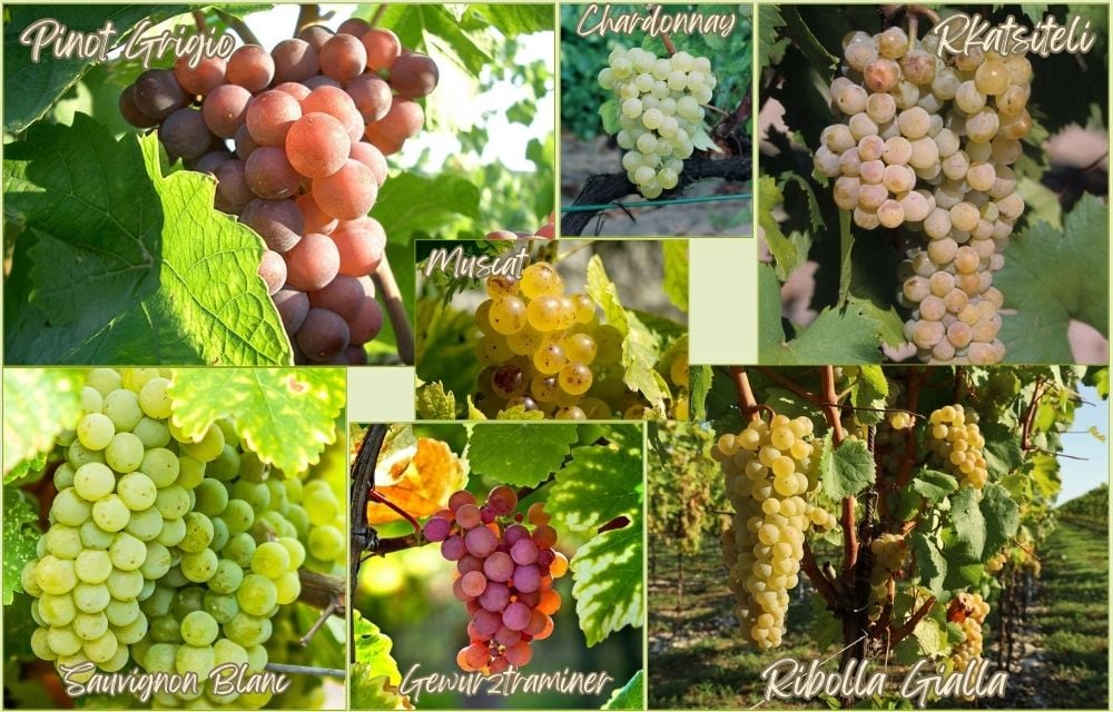 Giống nho trắng dùng sản xuất rượu vang cam như Pinot Gris và Ribolla Gialla
