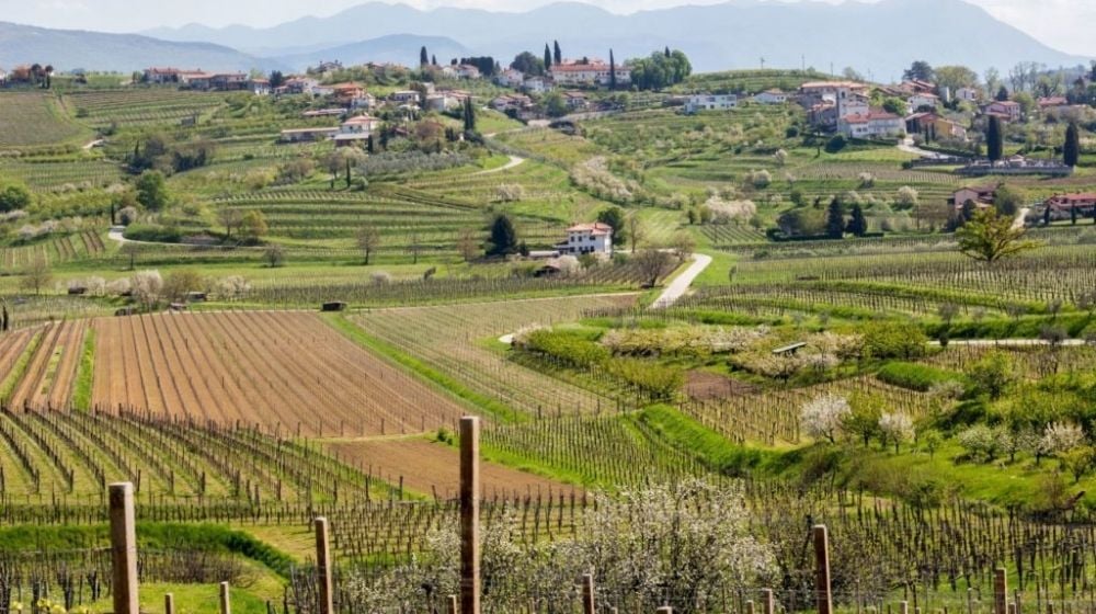 Vườn nho vùng Brda Slovenia sản xuất rượu vang cam phong cách hiện đại