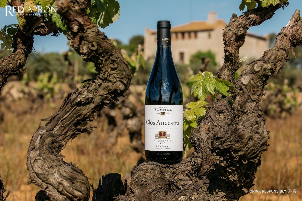 Sườn heo nướng BBQ dùng cùng rượu vang Pinot Noir hoặc rosé
