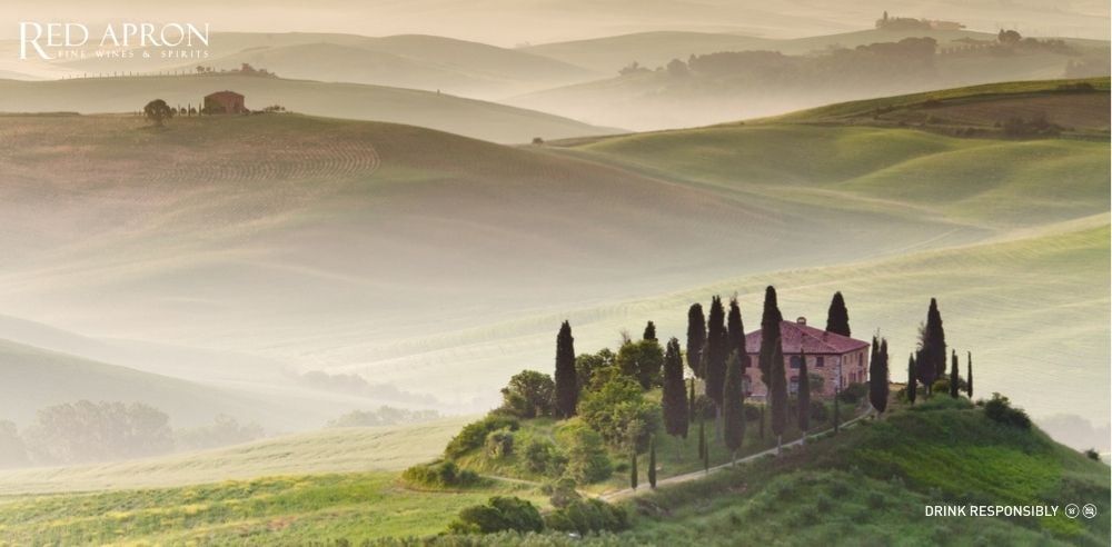 Ảnh vườn nho Tuscany trên đồi, đất galestro/đá vôi; điều kiện khí hậu biển Tyrrhenian cho [từ khóa phụ] rượu vang Ý.