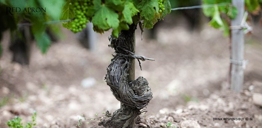 Gốc nho và thân nho tại vườn nho Saint Julien ở Médoc, phát triển trên lớp sỏi thoát nước tốt.