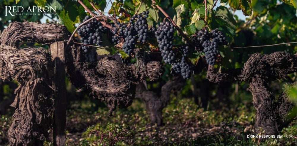 Chùm nho đỏ dùng cho rượu vang Saint Julien: Cabernet Sauvignon, Merlot, Cabernet Franc, Petit Verdot.