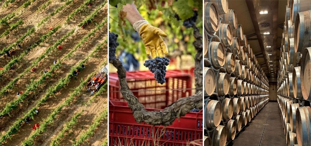 Quy trình sản xuất rượu vang Sassicaia tại Tenuta San Guido từ thu hoạch nho đến ủ thùng gỗ sồi Pháp