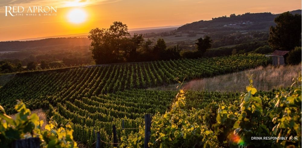 Toàn cảnh vườn nho vùng Jura dưới nắng chiều, môi trường trồng giống nho Savagnin cho rượu vang đặc trưng.