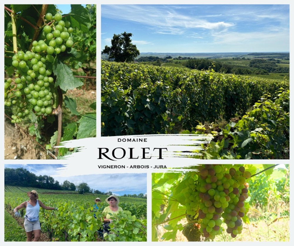 Bộ ảnh Domaine Rolet tại Arbois, Jura: vườn nho, thu hoạch và chùm nho dùng cho Savagnin.