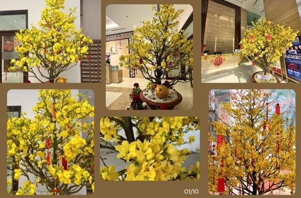 Caption Đăng Bán Mai Tết - Stt Cho Thuê Mai Tết Hay Nhất