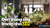 Đèn Trồng Cây Trong Nhà Là Gì? Chọn Đèn Led Trồng Cây Hiệu Quả