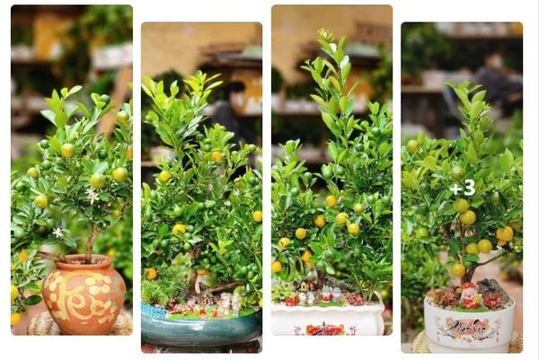 Stt Bán Quất Tết - Content Bán Quất Ngày Tết Hay Nhất