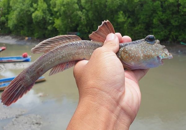 Cá thòi lòi là gì? Cách chế biến cá thòi lòi đúng chuẩn