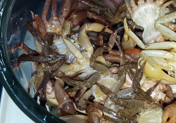 Hướng dẫn cách sơ chế cua đồng sạch không bị tanh