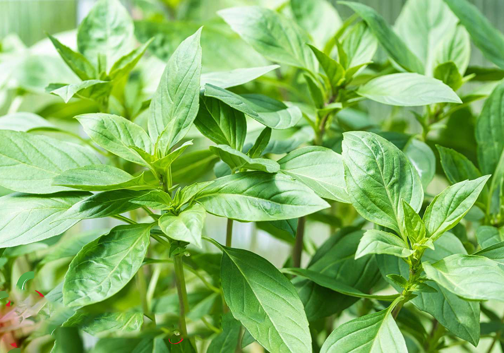 Rau thơm húng quế quế vị ngò