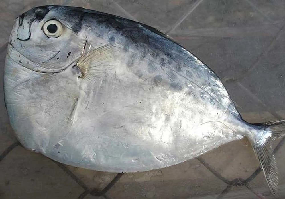 Cá bánh lái là gì?