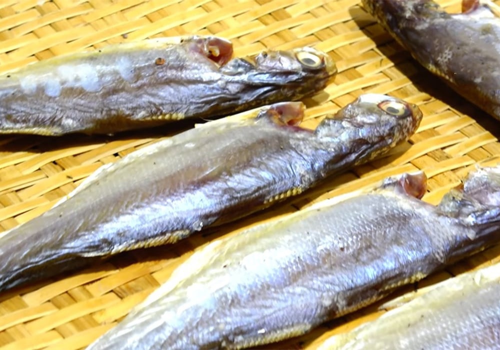 Cá chét (cá nhụ) là gì?