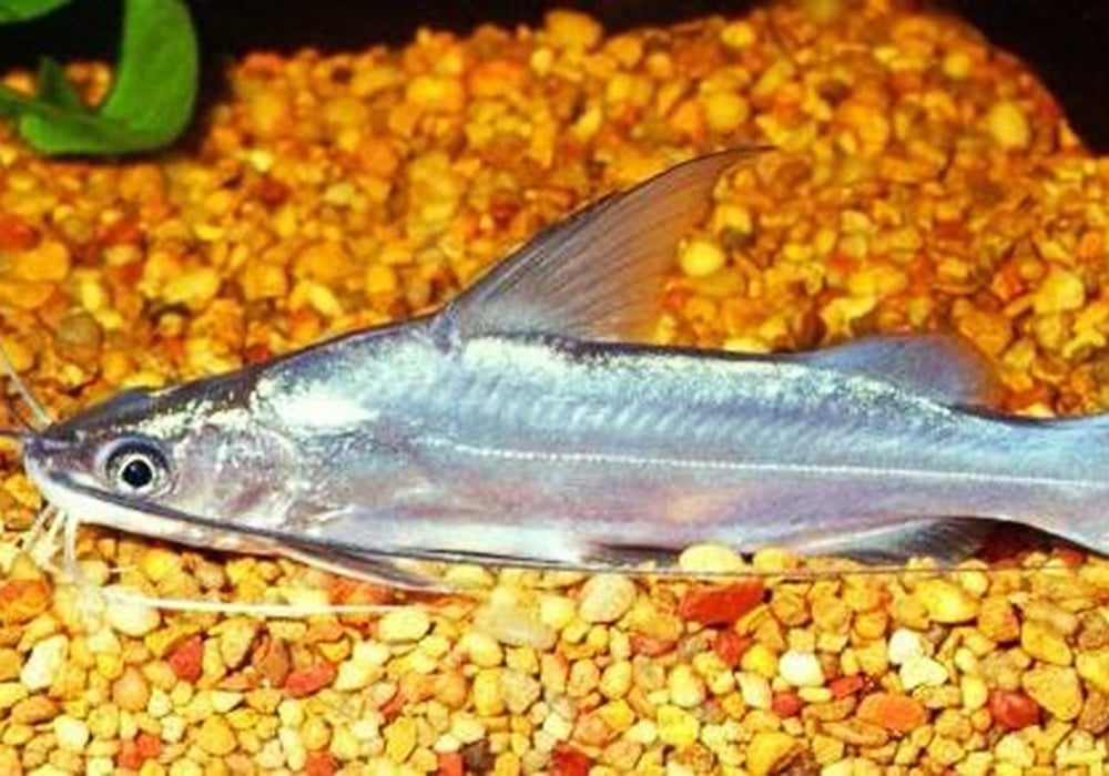 Cá chốt giấy
